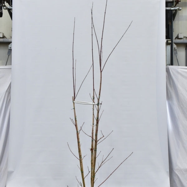 Esdoorn (Acer cappadocicum) 'Rubrum'