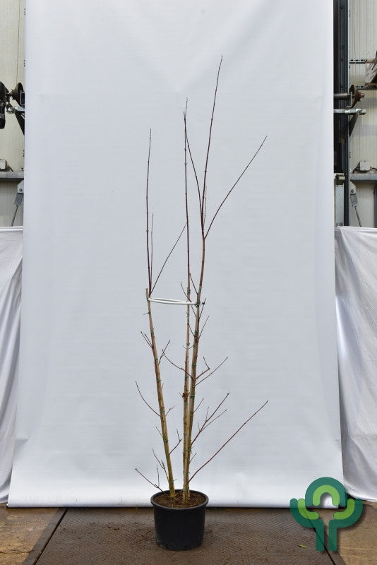 Acer cappadocicum 'Rubrum'