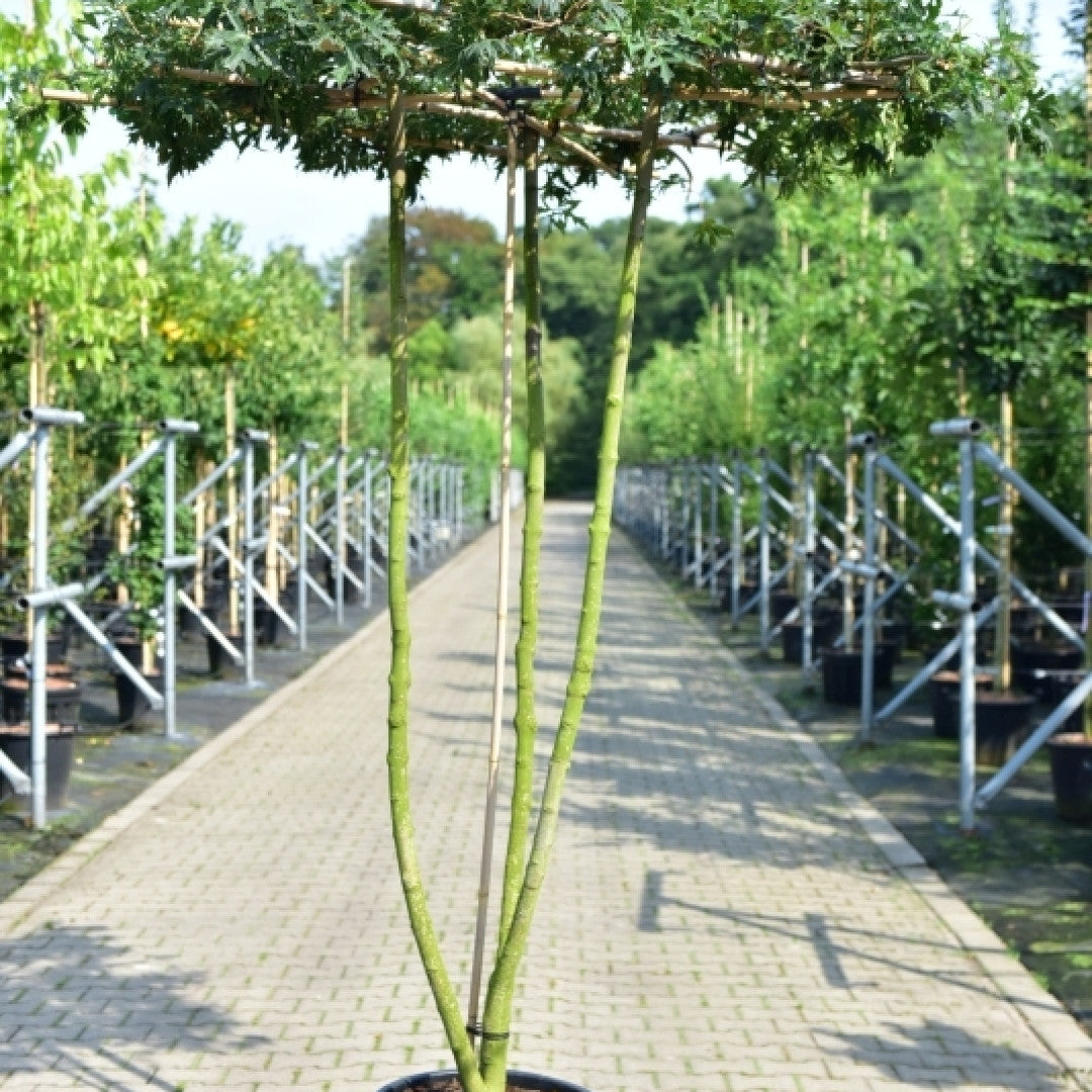 Acer platanoides 'Charles Joly'