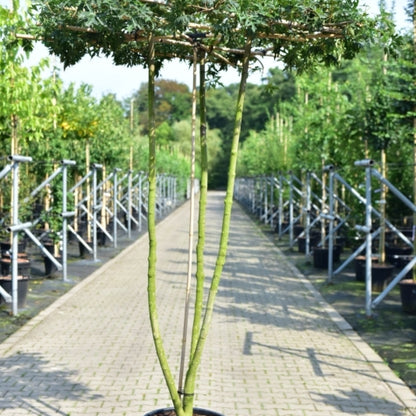 Acer platanoides 'Charles Joly'