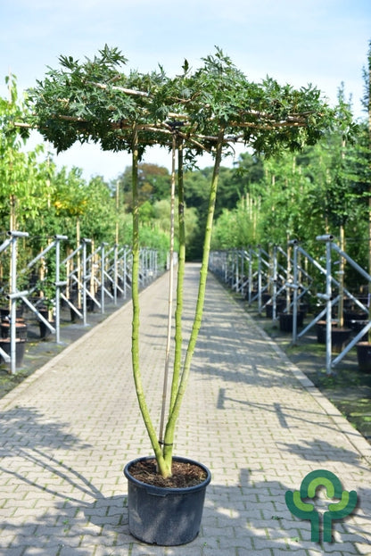 Acer platanoides 'Charles Joly'