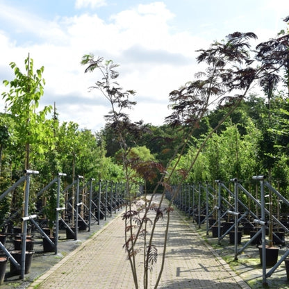 Albizia julibrissin 'Summer Chocolate'®