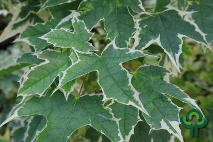 Acer platanoides 'Drummondii'