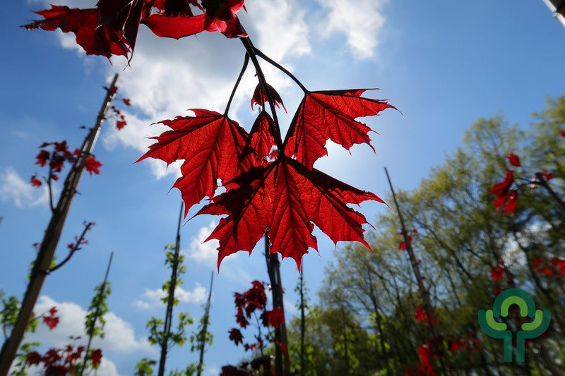 Acer platanoides 'Royal Red'