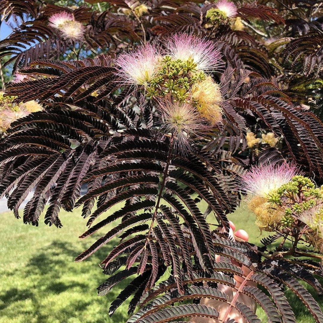 Albizia julibrissin 'Summer Chocolate'®