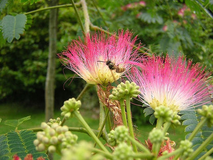 Albizia julibrissin 'Boubri' (Ombrella)