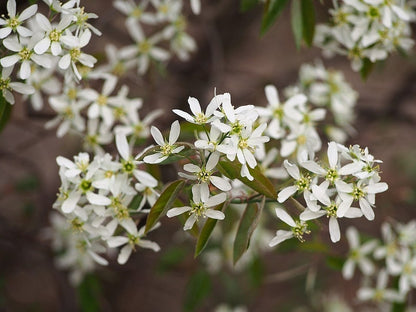 Amelanchier lamarckii