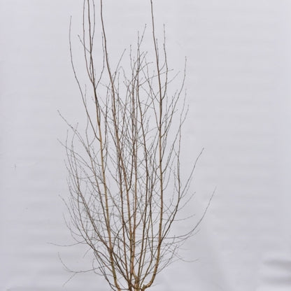 Betula utilis jacquemontii