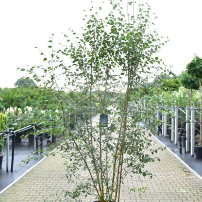 Betula utilis jacquemontii