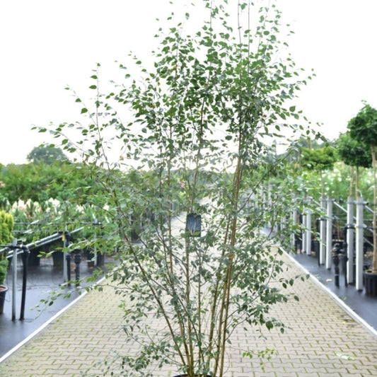 Betula utilis jacquemontii