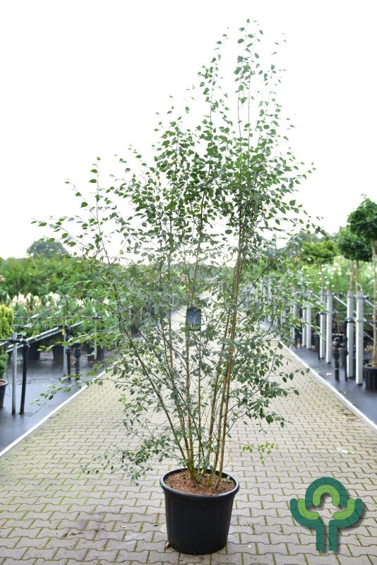 Betula utilis jacquemontii