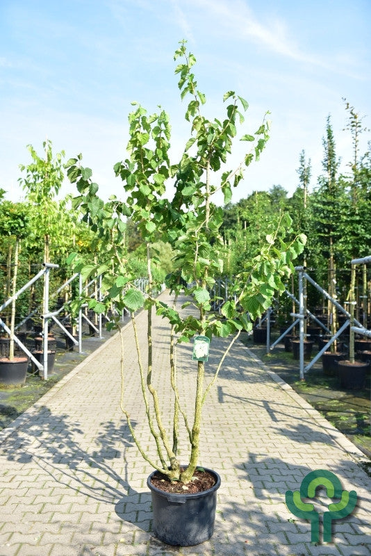 Corylus colurna