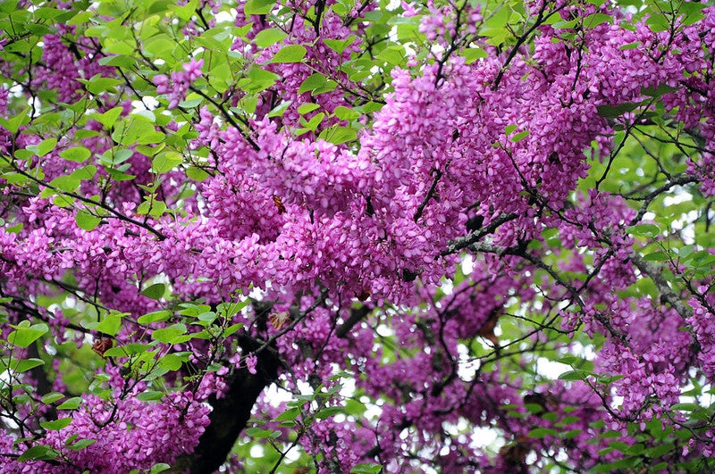 Cercis siliquastrum