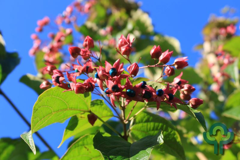 Clerodendrum trichotomum fargesii