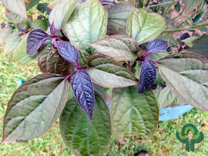 Clerodendrum trichotomum 'Purple Blaze'