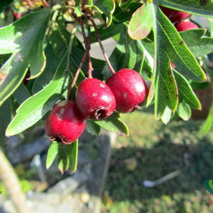 Crataegus monogyna 'Compacta'