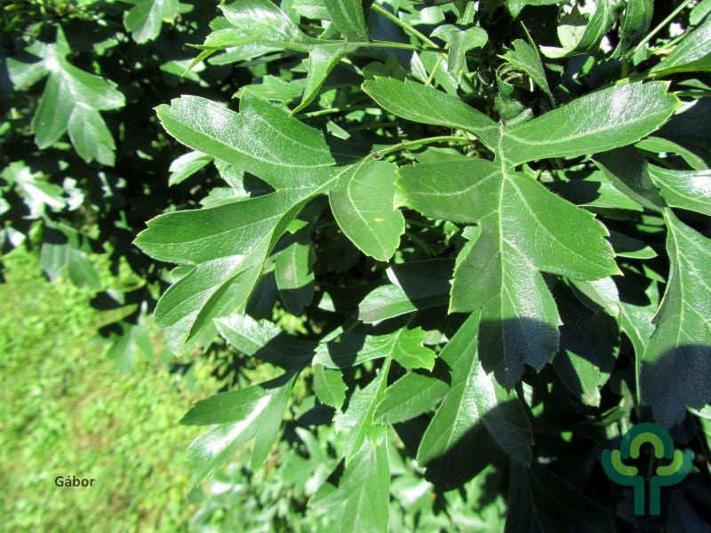 Crataegus monogyna 'Compacta'