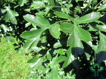Crataegus monogyna 'Compacta'