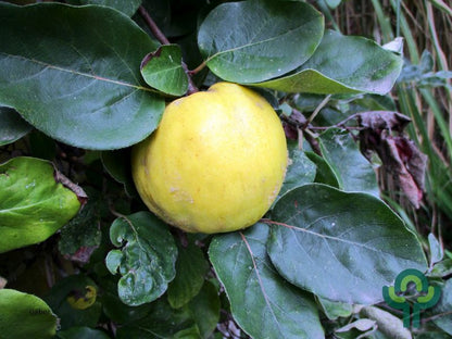 Kweepeer (Cydonia oblonga) 'Leskovacka'