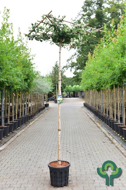 Ginkgo biloba 'Horizontalis'