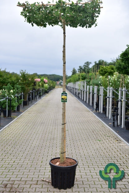Ginkgo biloba 'Horizontalis'