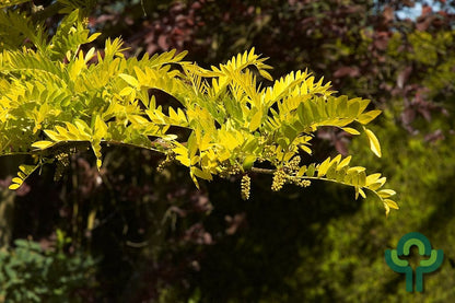 Gleditsia triacanthos 'Sunburst'