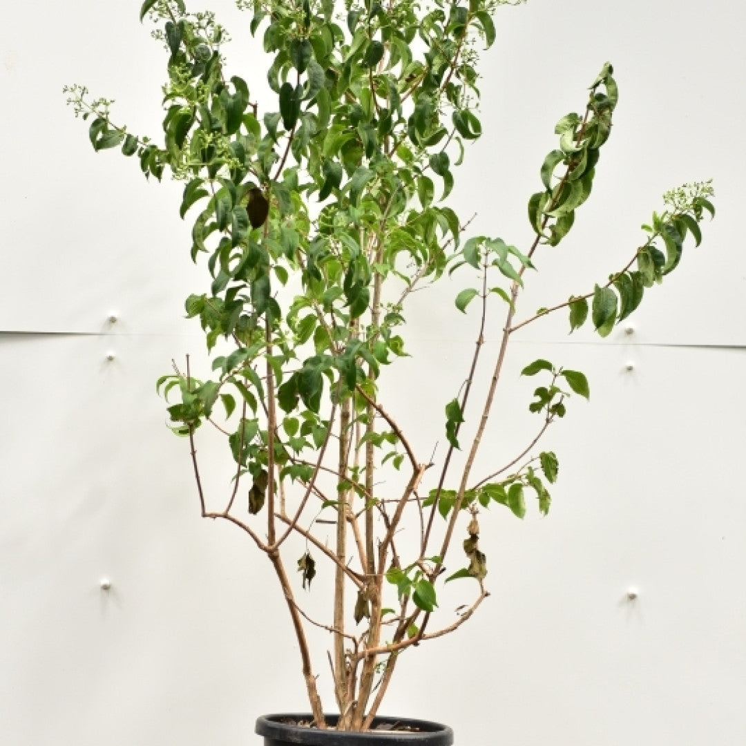 Heptacodium miconiodes