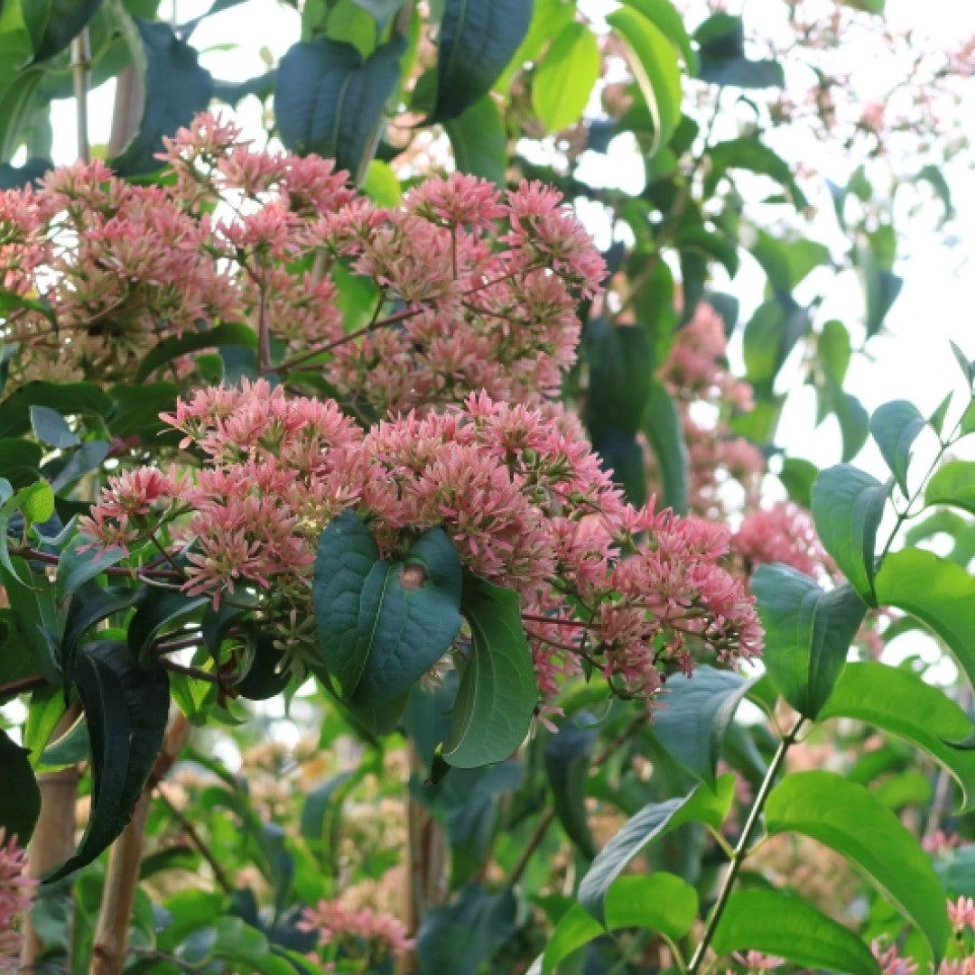 Heptacodium miconiodes