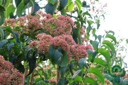 Heptacodium miconiodes