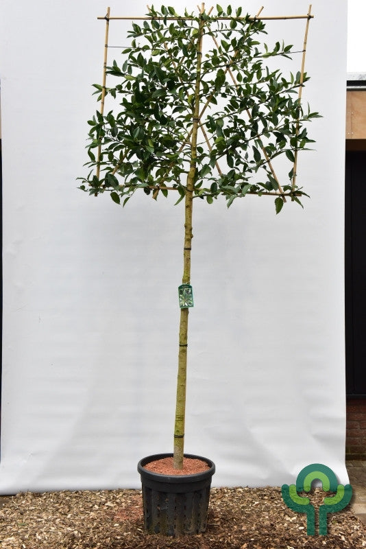 Ilex koehneana 'Chestnut Leaf'