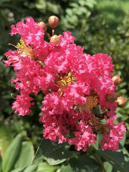 Lagerstroemia 'Tuscarora'