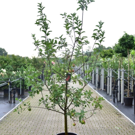 Appel (Malus domestica) 'Ecolette'