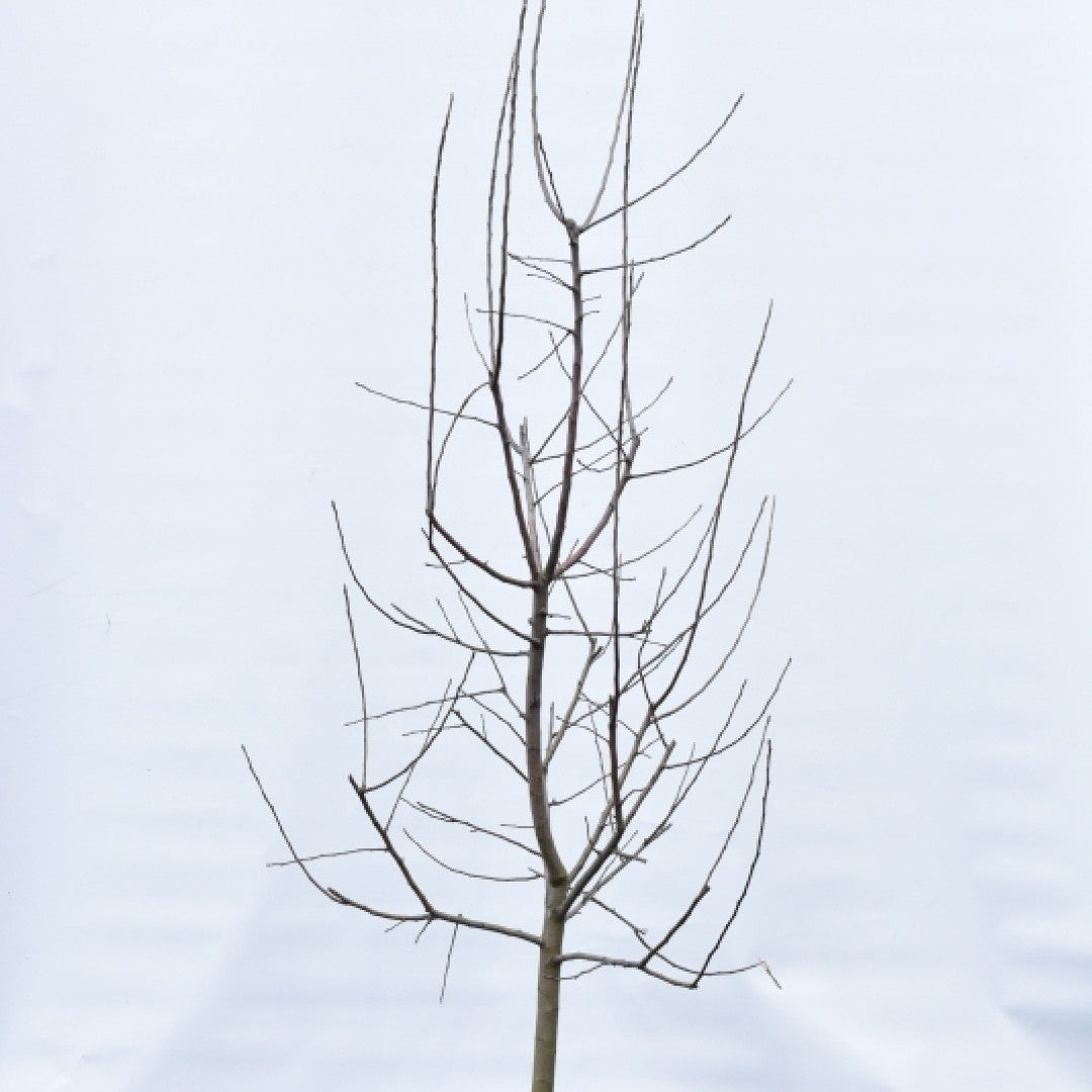 Appel (Malus domestica) 'Ecolette'