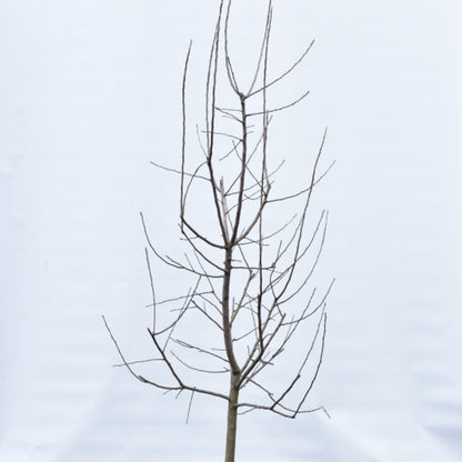 Appel (Malus domestica) 'Ecolette'