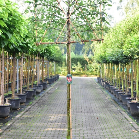 Appel (Malus domestica) 'Elstar'