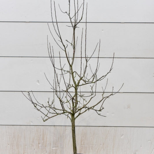 Appel (Malus domestica) 'Sterappel'