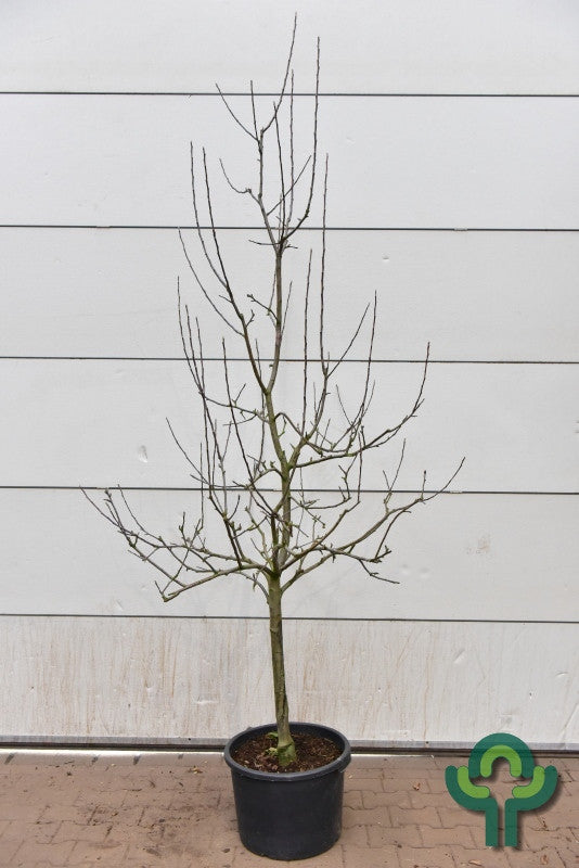 Appel (Malus domestica) 'Sterappel'