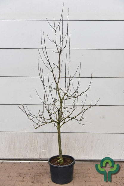 Appel (Malus domestica) 'Sterappel'