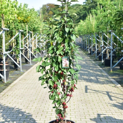 Malus 'Red Obelisk'