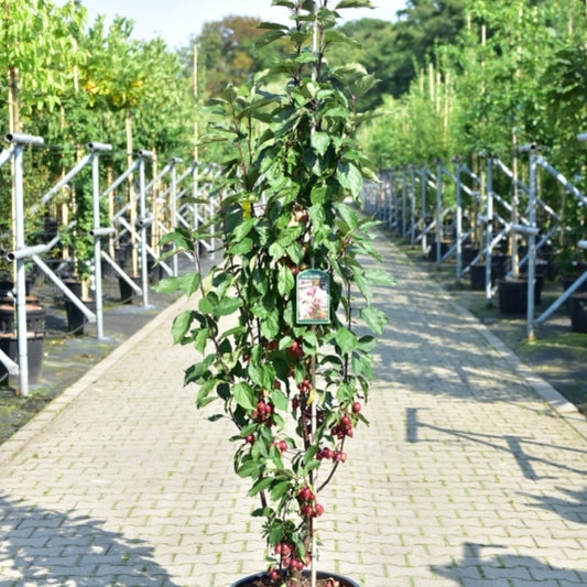 Malus 'Red Obelisk'