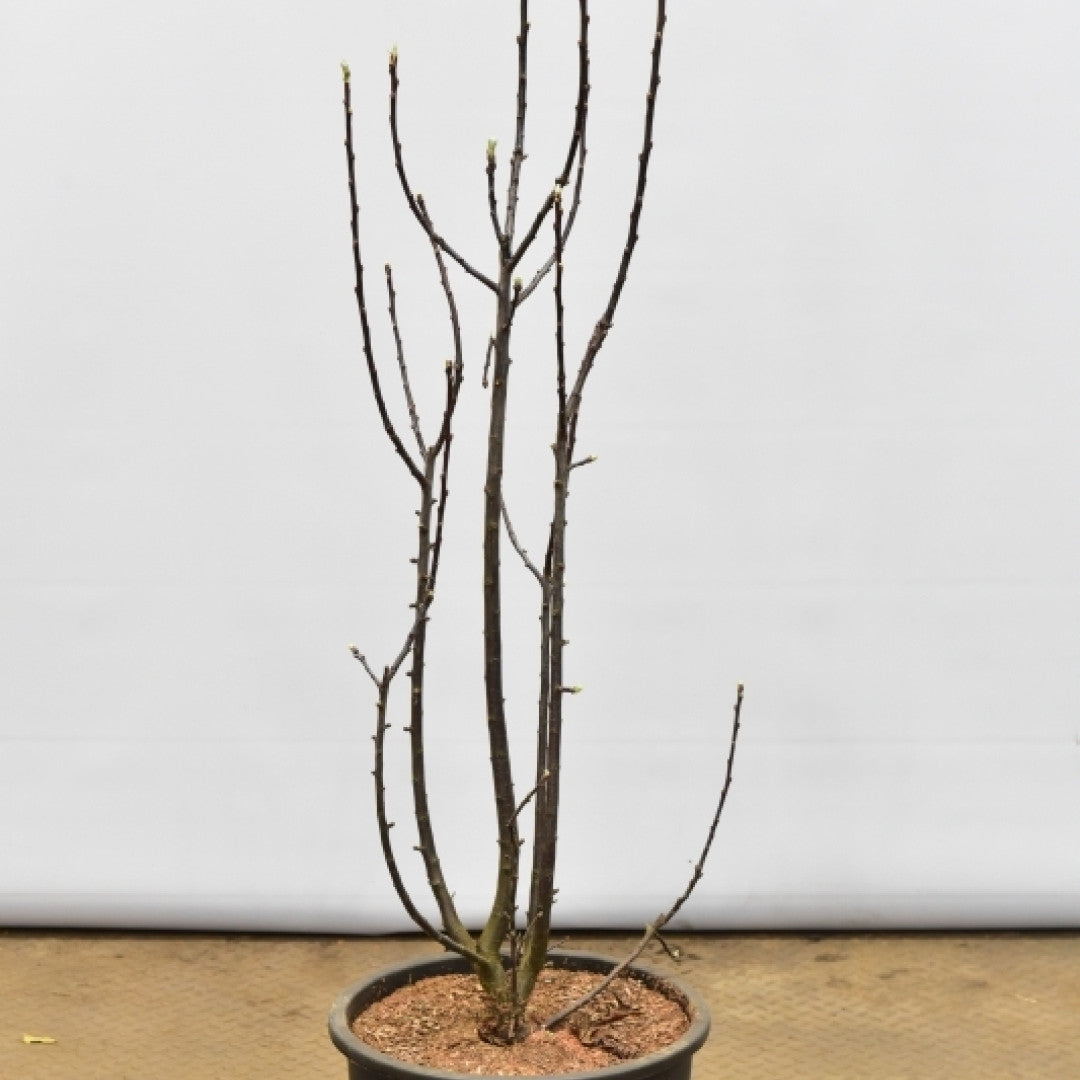 Malus trilobata