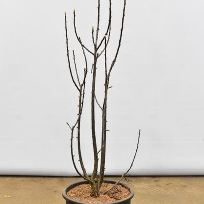 Malus trilobata