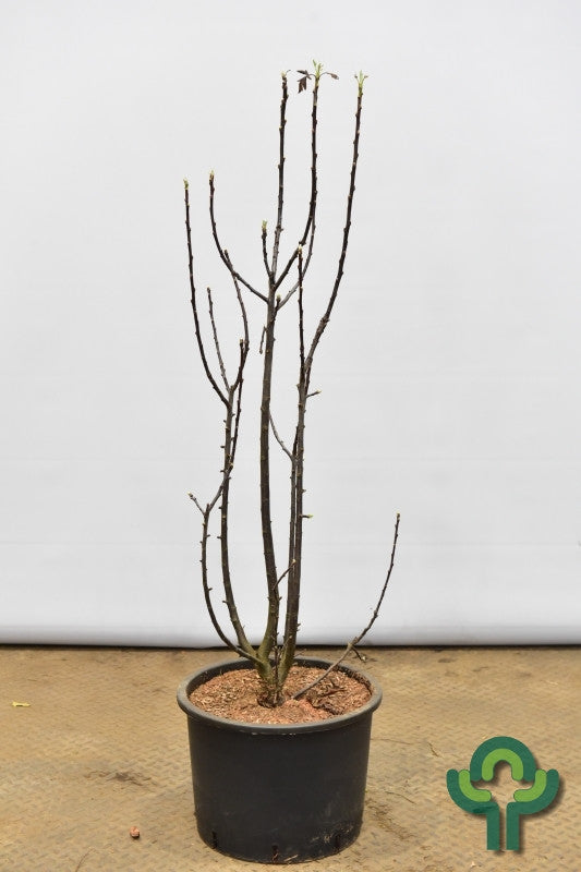 Malus trilobata