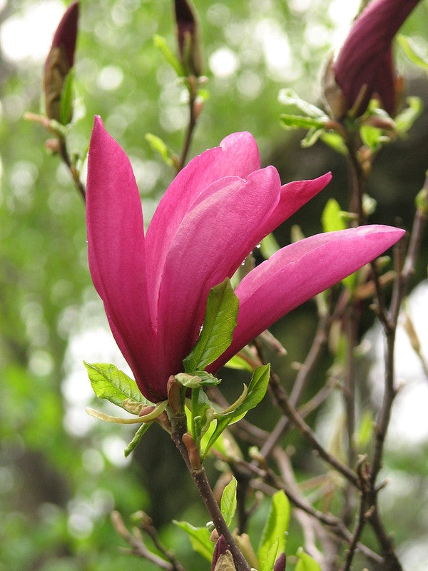 Magnolia 'Susan'