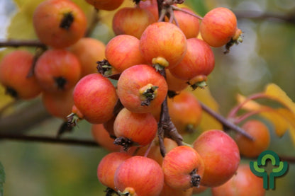 Malus 'Evereste'