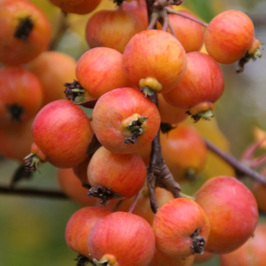 Malus 'Everste'