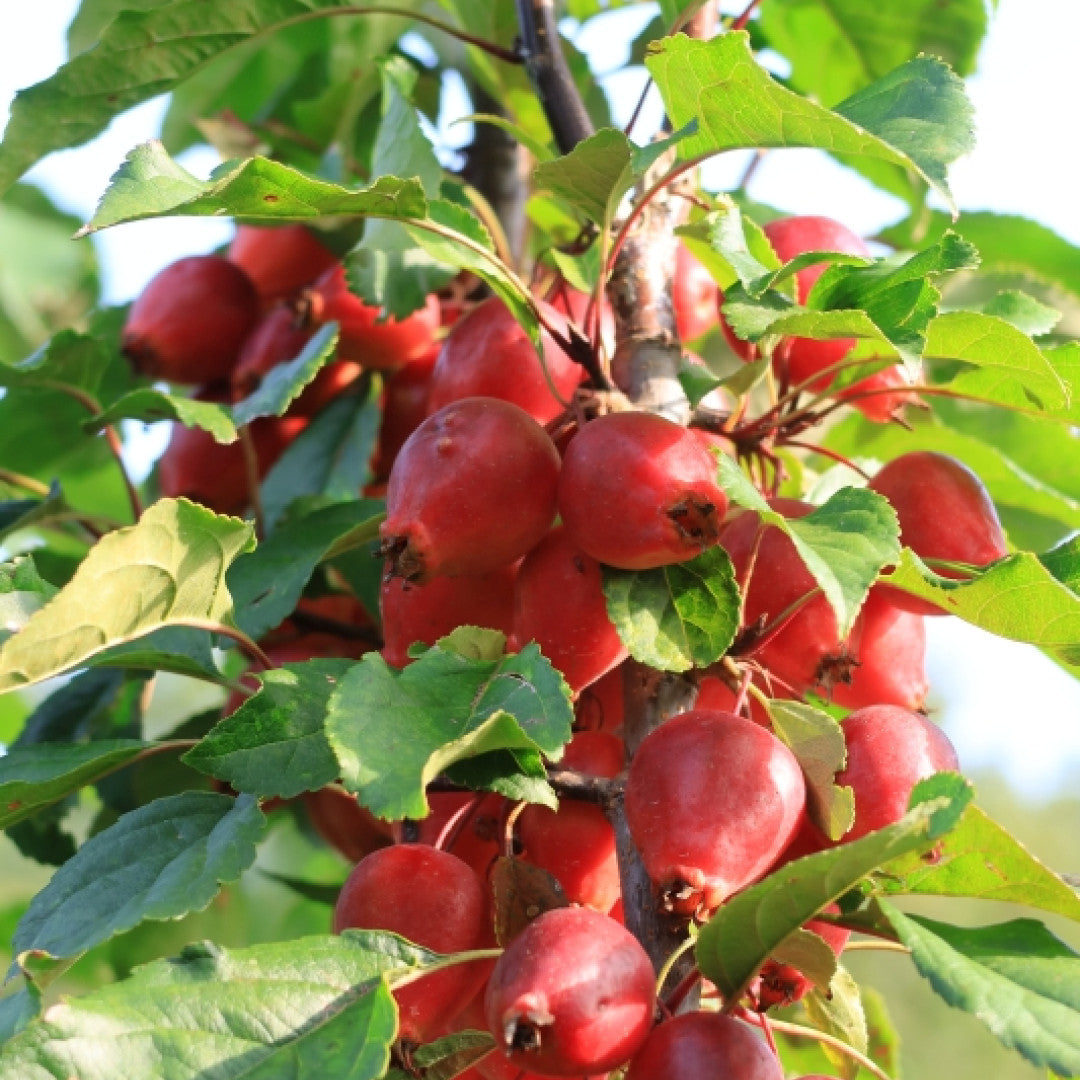 Malus 'Red Obelisk'