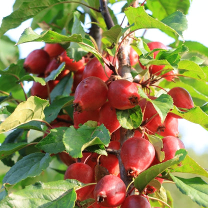 Malus 'Red Obelisk'