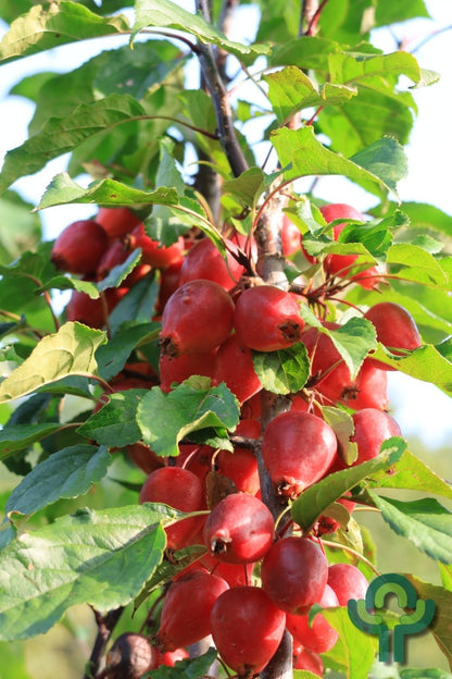 Malus 'Red Obelisk'