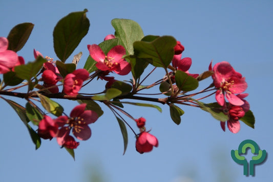 Malus 'Veitch Scarlet'